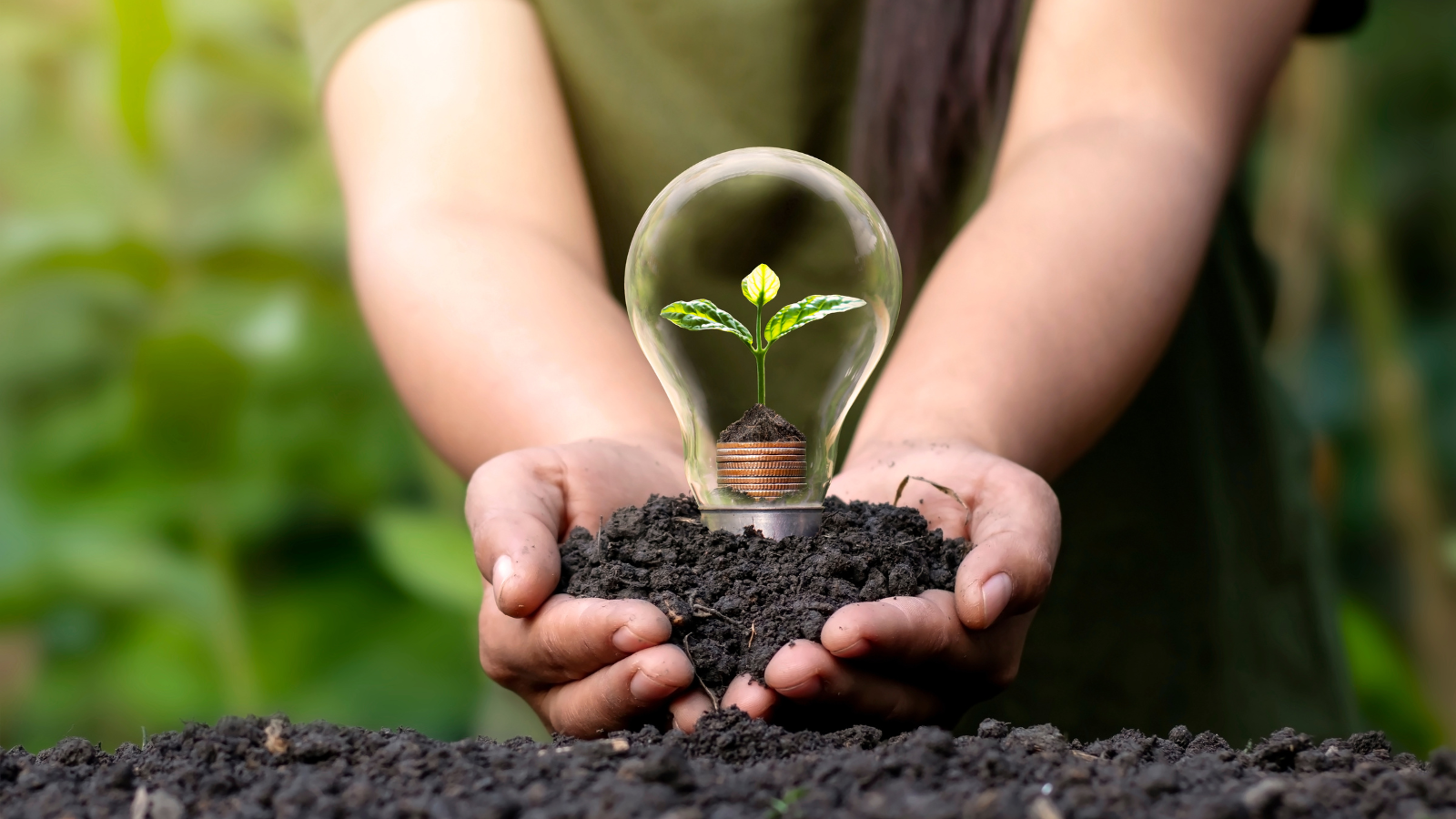 Hands hold a lightbulb with a seedling growing inside